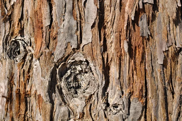 Óriás mamutfenyő fa háttér — Stock Fotó