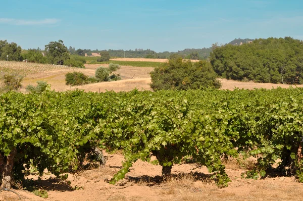 Vinhedo de vinho da Califórnia — Fotografia de Stock