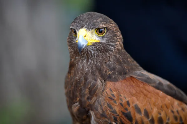 Brown Harris Hawk Predator Bird — Stock Photo, Image