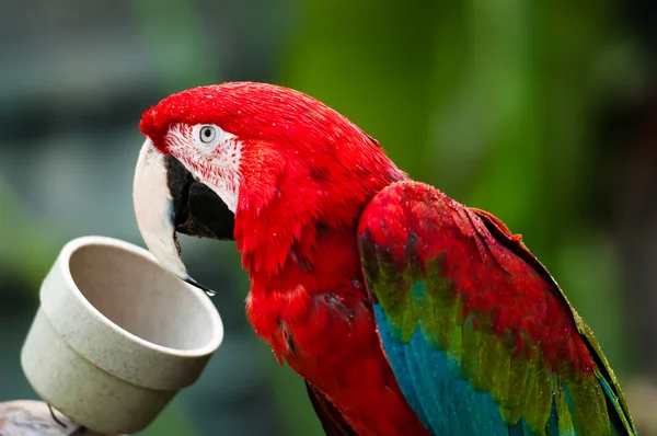 Papuga jeść z miski — Zdjęcie stockowe