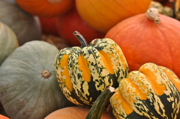 Thanksgiving Pumpkins and Gourds — Stock Photo, Image