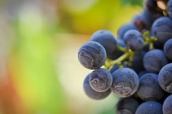 Czerwone winogrona z bliska — Zdjęcie stockowe