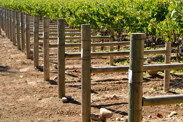 Vin vingård druvor i rad — Stockfoto