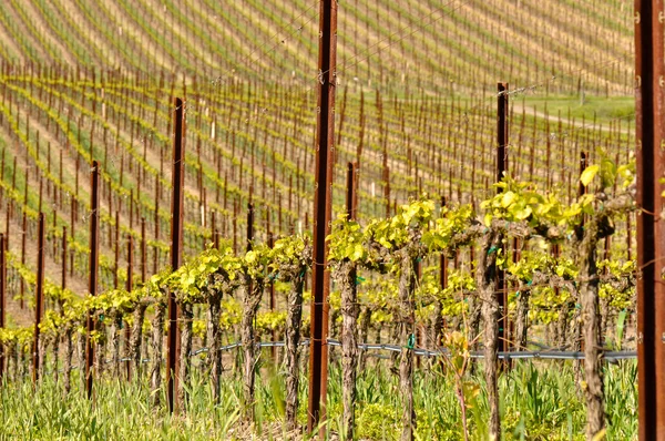 Vinhas de uvas em vinhedo durante a primavera — Fotografia de Stock