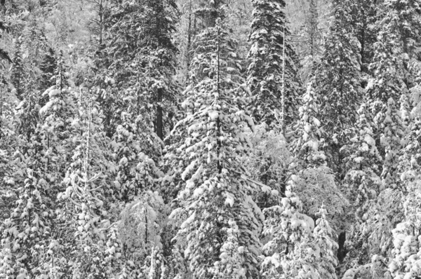 Drzewa pokryte śniegiem — Zdjęcie stockowe