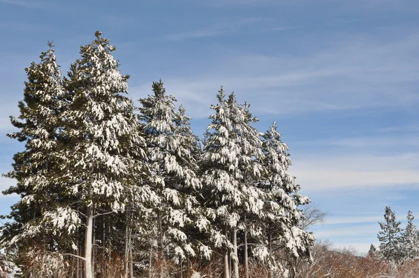 Drzewa zimą — Zdjęcie stockowe