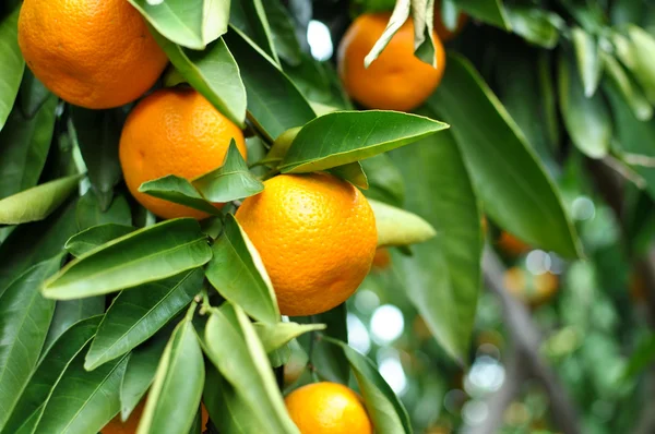 Mandarinky na stromě — Stock fotografie