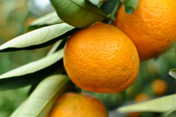 Tangerine op de boom — Stockfoto