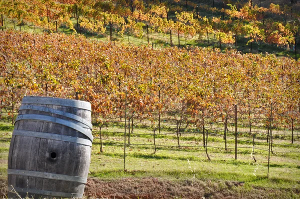 Beczka na wino w jesieni — Zdjęcie stockowe