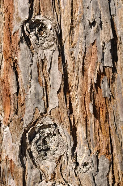 Redwood gigante Tree fundo — Fotografia de Stock