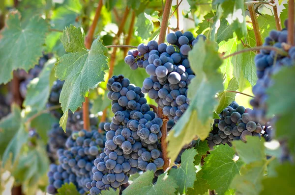 stock image Red Grapes on the Vine