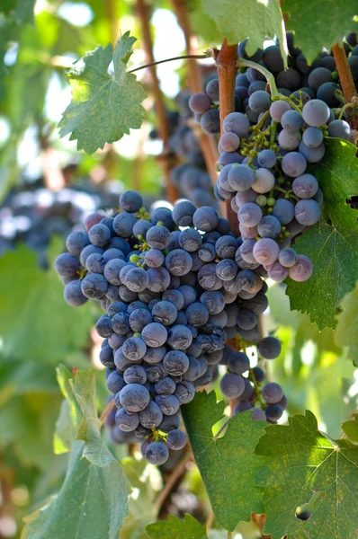 Rode druiven op de wijnstok — Stockfoto