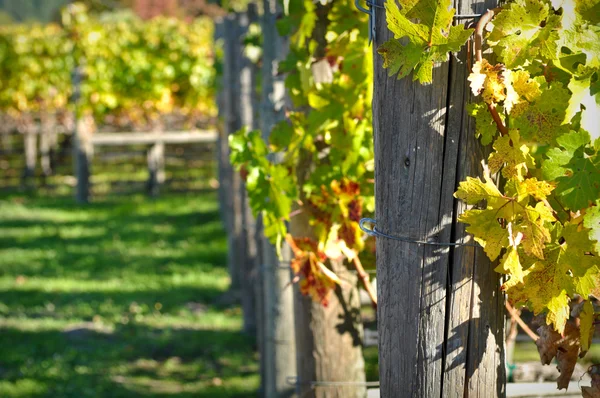 Vin vingård — Stockfoto