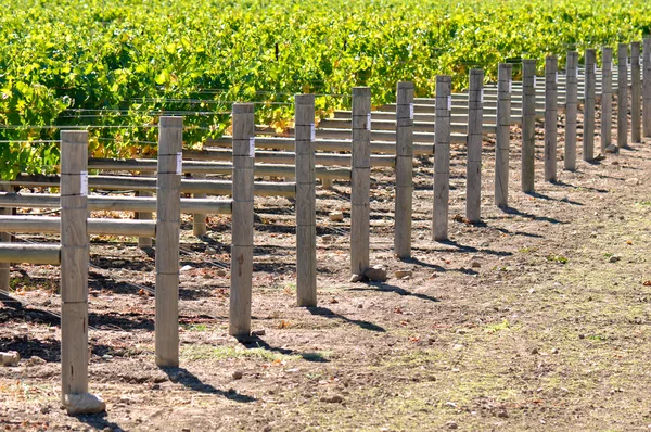Wine Vineyard — Stock Photo, Image