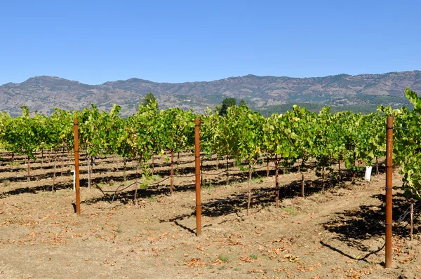 Napa valley Kalifornien vingård resmål — Stockfoto