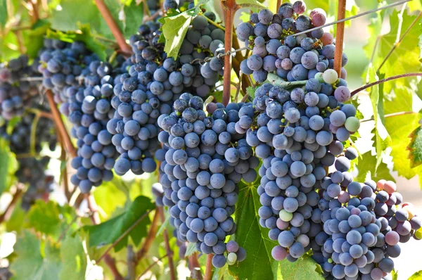 stock image Red Grapes on the Vine