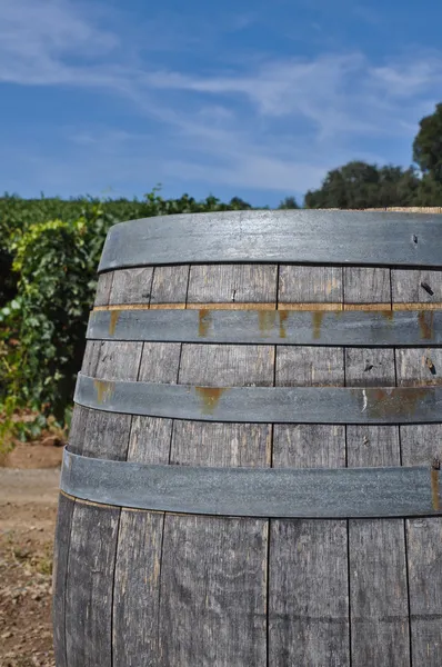 Бочка вина в винограднике — стоковое фото