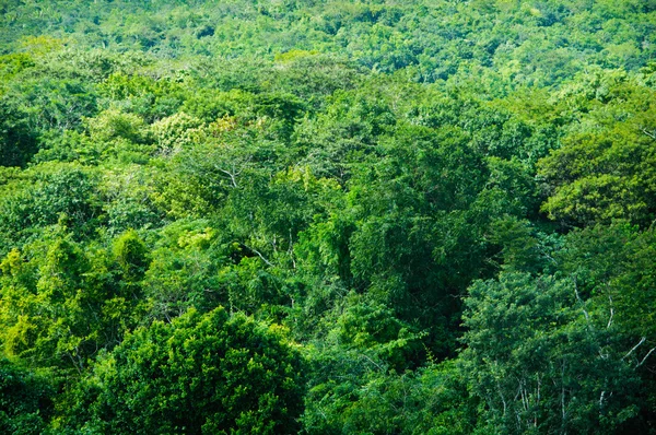 Tropikal yağmur ormanları arka plan — Stok fotoğraf