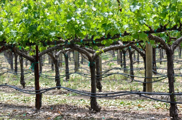 Виноград весной — стоковое фото
