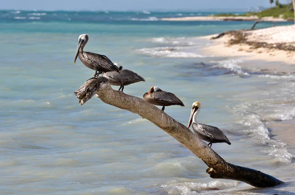 Pélicans sur un arbre — Photo