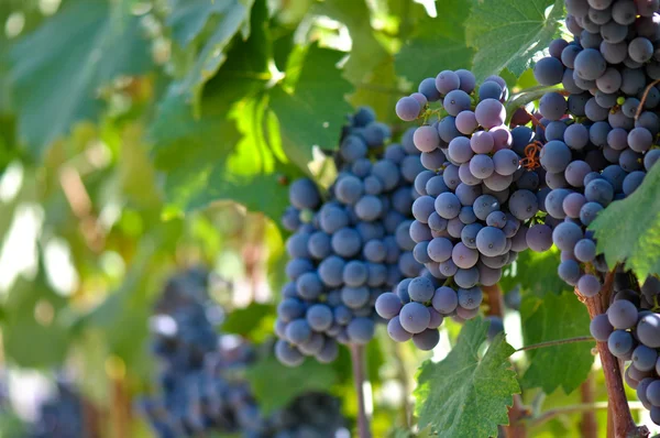 Raisins rouges sur la vigne — Photo