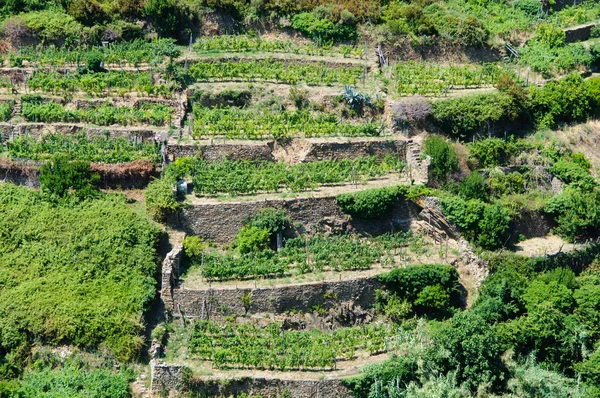 Tuscany Olaszország Vineyard — Stock Fotó