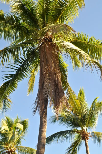 Arrière-plan palmier — Photo