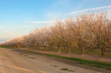 Almond Trees clipart