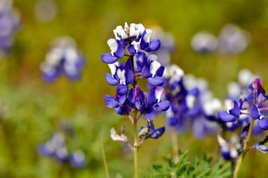 Texas Blue Bonnet clipart