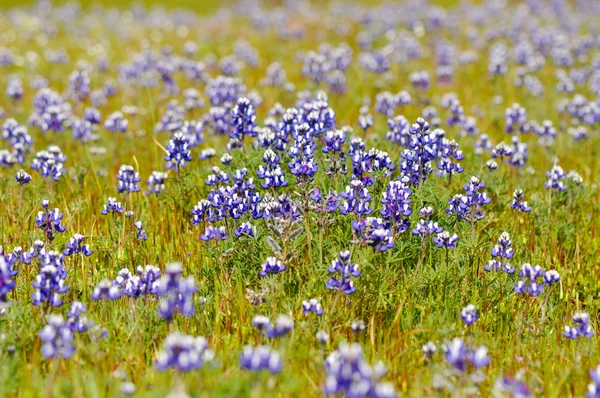Texas mavi Bone — Stok fotoğraf