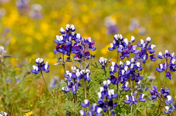 Bonnet azul de Texas — Foto de Stock