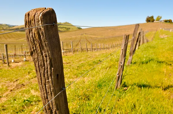 クローズ アップ有刺鉄線のフェンスの柱 - ブドウ園 — ストック写真