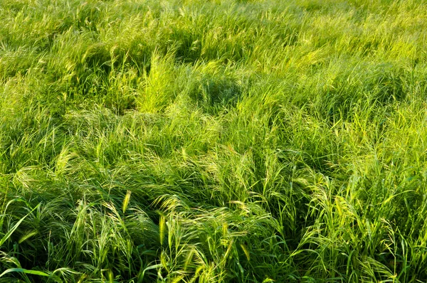 Tło zielone pole — Zdjęcie stockowe