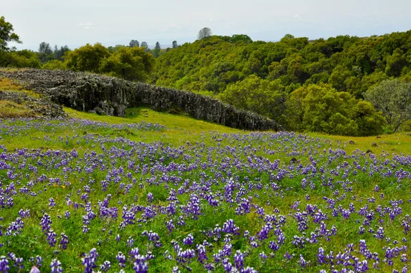 Луг с голубыми шляпными цветами Техаса — стоковое фото