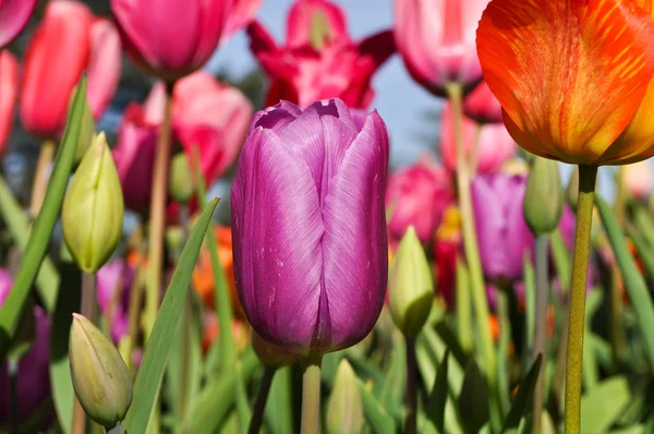 Tulipán púrpura —  Fotos de Stock