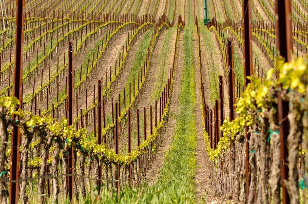 Wijngaard in het voorjaar van — Stockfoto