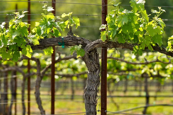 Napa hroznů vinice na jaře — Stock fotografie