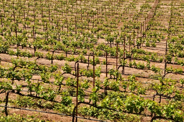Виноградник в летнее время — стоковое фото