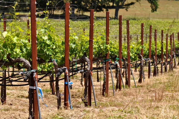 Wijn wijngaard in de zomer — Stockfoto