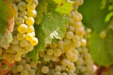 Chardonnay Grapes Close Up clipart