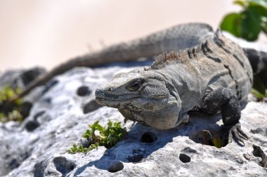 iguana yakın çekim