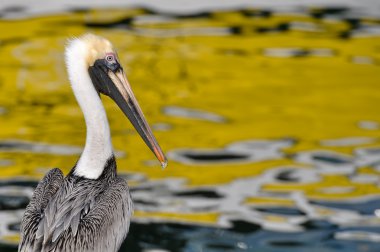 Pelican Portrait Close Up with Ocean in Background clipart