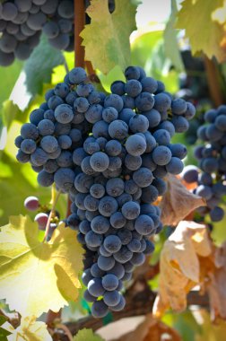 Red Wine Grapes on the Vine clipart