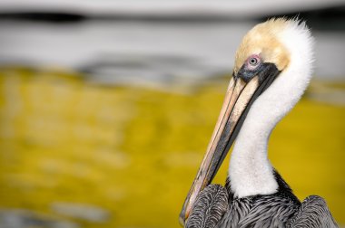 Pelikan portre yakın çekim ile okyanus arka planda