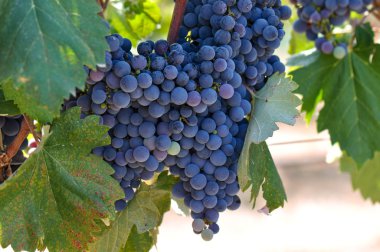 Red Grapes on the Vine clipart