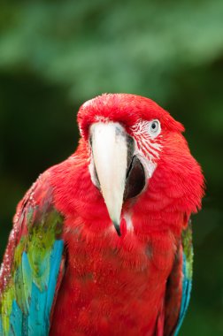 Red Parrot clipart