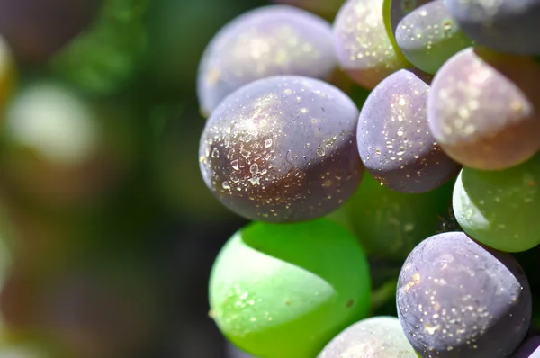 A szőlő szőlő közelről — Stock Fotó