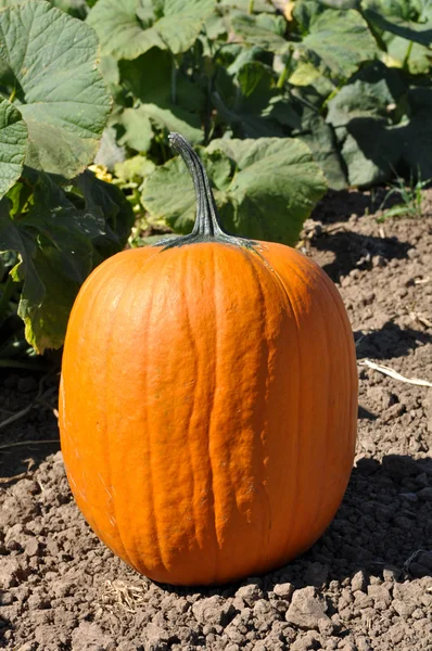 Large Pumpkin — Stock Photo, Image