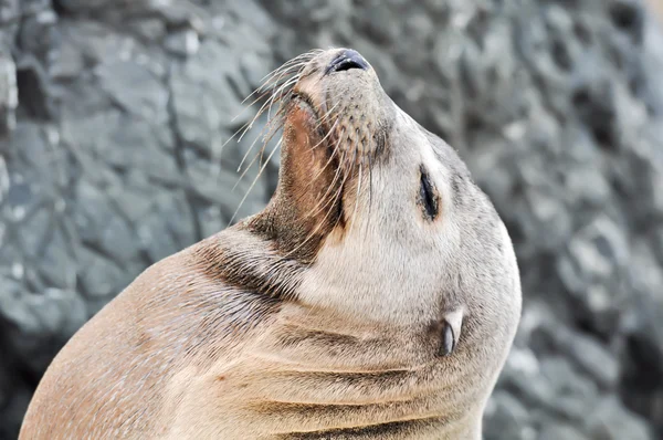 Hotel Sea lion z zamkniętymi oczami — Zdjęcie stockowe