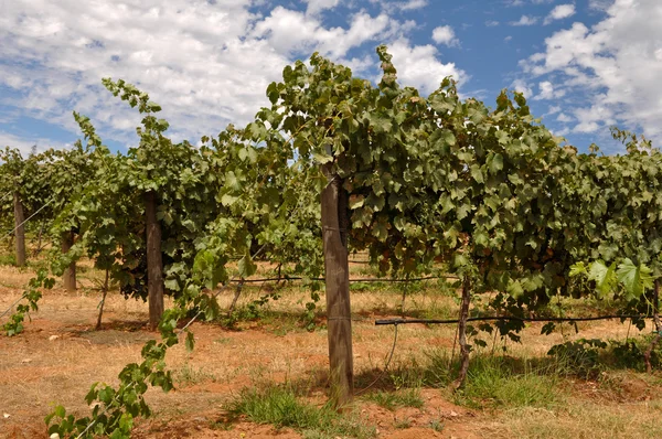 Виноградник в Калифорнии с голубым небом и виноградом на лозе — стоковое фото